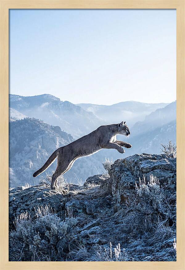 Cougars Powerful Leap