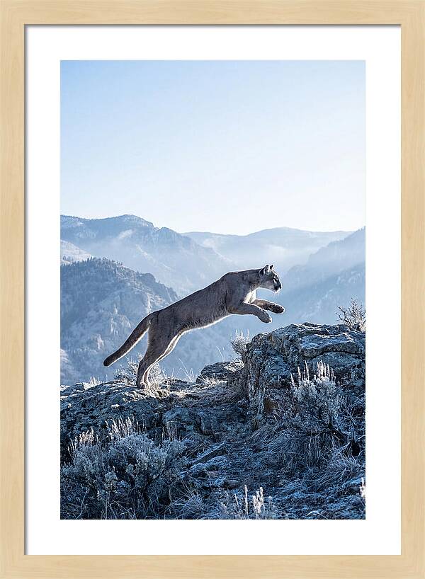 Cougars Powerful Leap