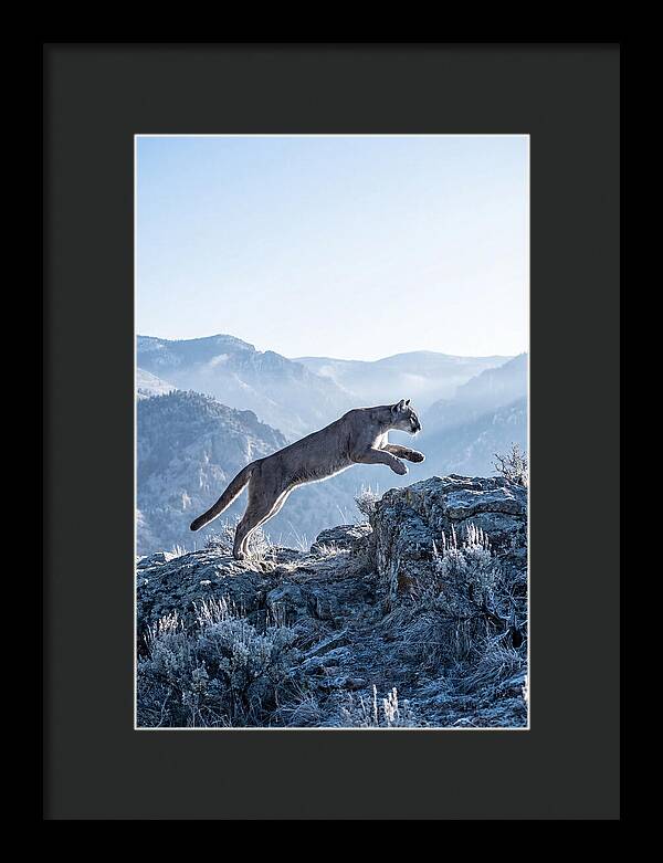 Cougars Powerful Leap