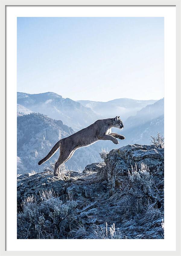 Cougars Powerful Leap