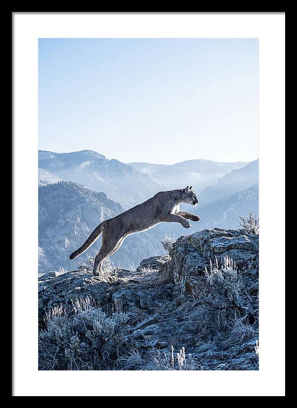 Cougars Powerful Leap