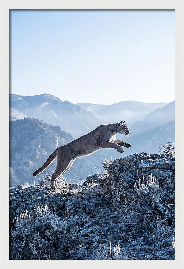 Cougars Powerful Leap