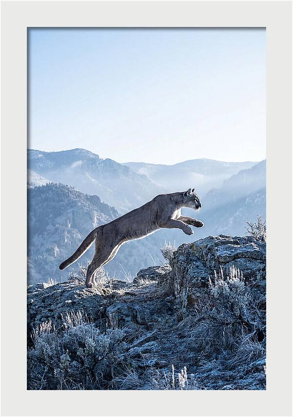 Cougars Powerful Leap