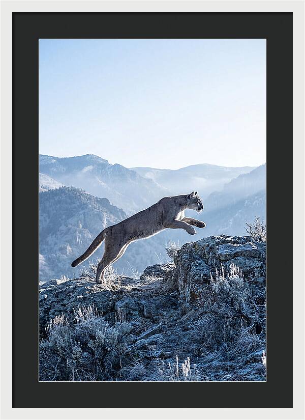 Cougars Powerful Leap