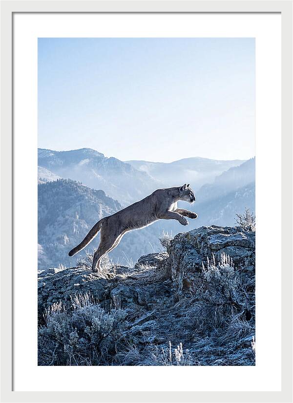 Cougars Powerful Leap