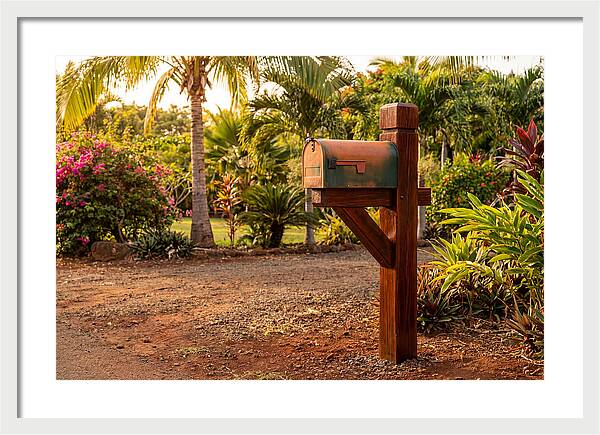 Country Mailbox Amidst Lush Flora