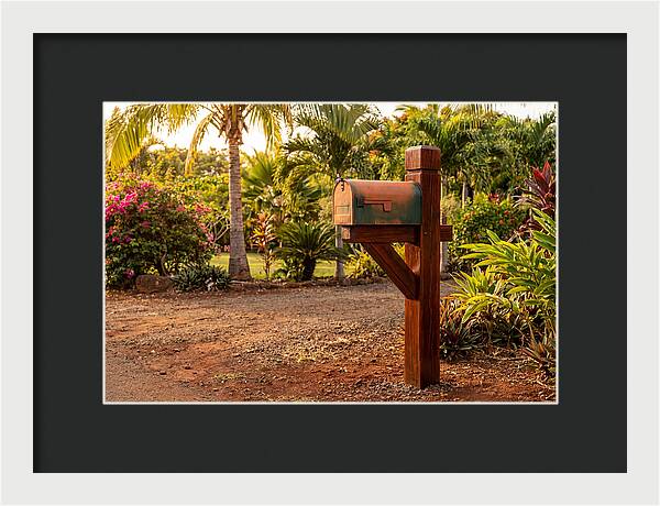 Country Mailbox Amidst Lush Flora