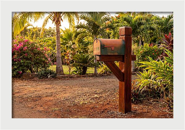 Country Mailbox Amidst Lush Flora