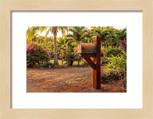Country Mailbox Amidst Lush Flora