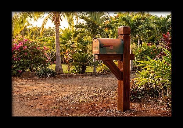 Country Mailbox Amidst Lush Flora