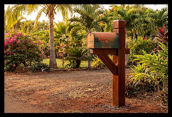 Country Mailbox Amidst Lush Flora