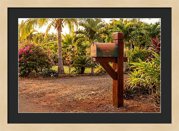 Country Mailbox Amidst Lush Flora