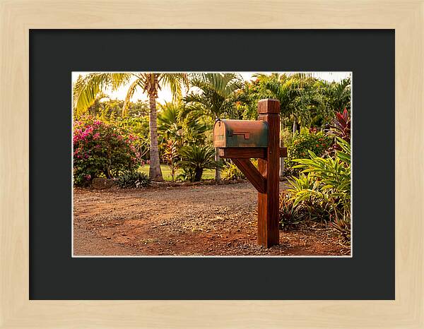 Country Mailbox Amidst Lush Flora