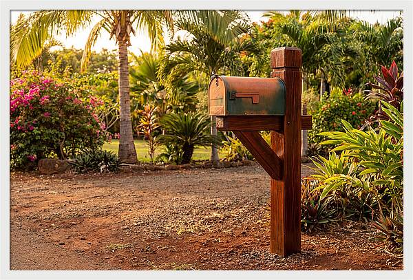 Country Mailbox Amidst Lush Flora