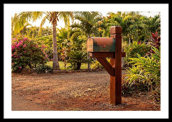 Country Mailbox Amidst Lush Flora