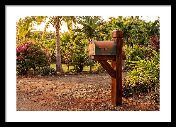 Country Mailbox Amidst Lush Flora