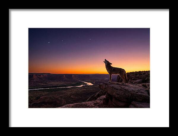Coyote Howling At Dusk