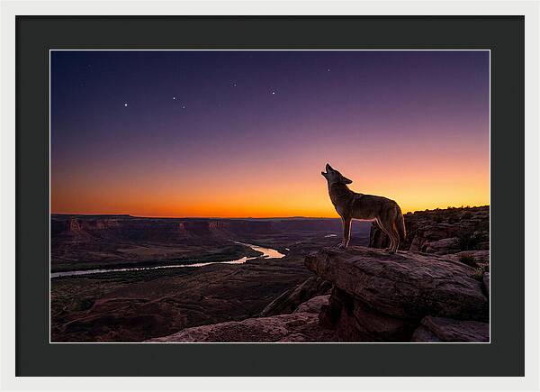 Coyote Howling At Dusk