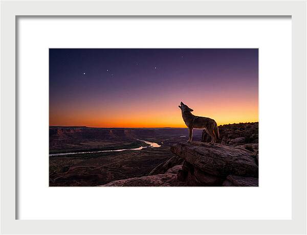 Coyote Howling At Dusk