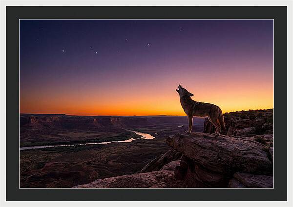 Coyote Howling At Dusk