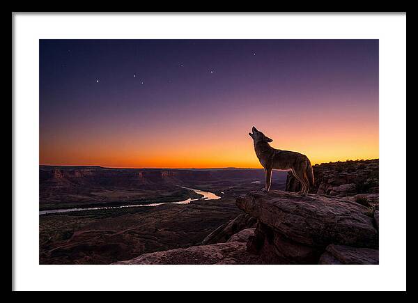 Coyote Howling At Dusk