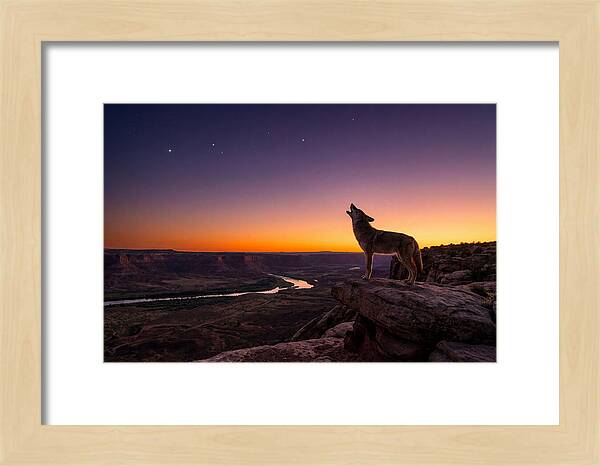 Coyote Howling At Dusk