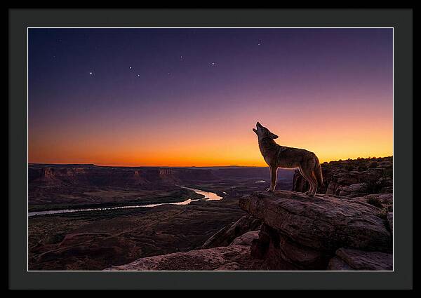 Coyote Howling At Dusk