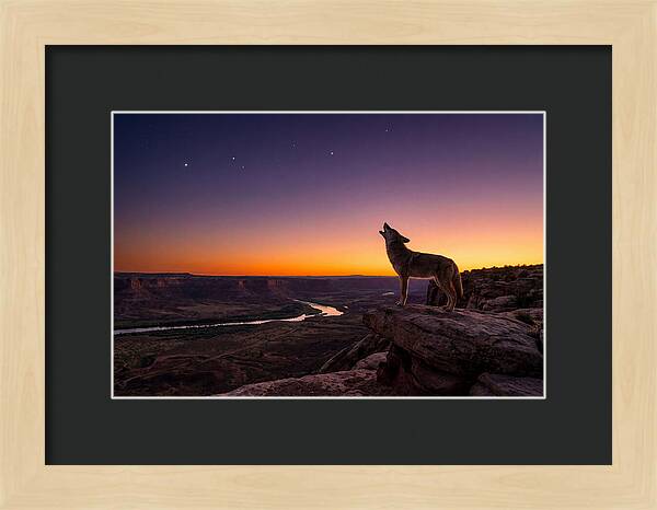 Coyote Howling At Dusk