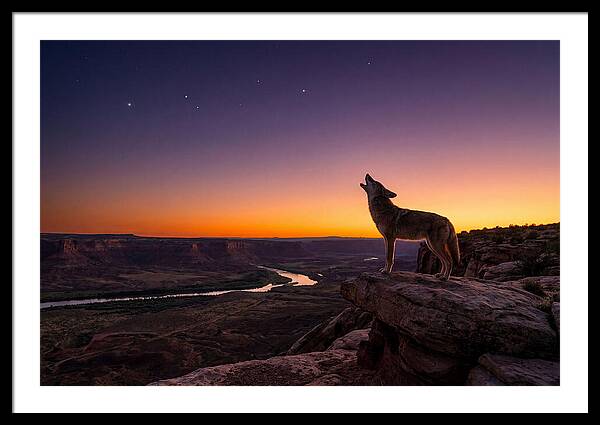 Coyote Howling At Dusk