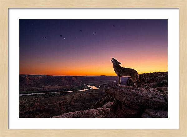 Coyote Howling At Dusk