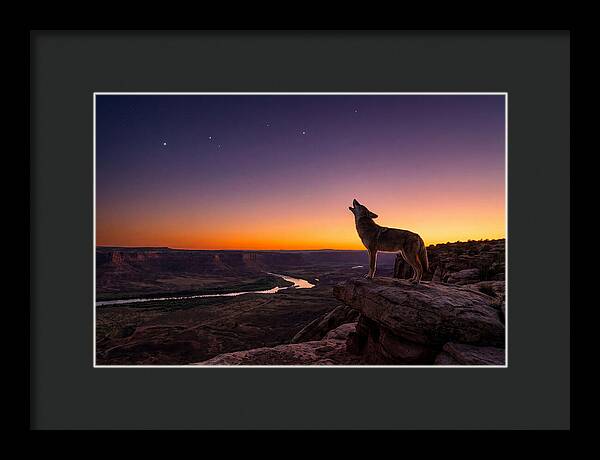 Coyote Howling At Dusk