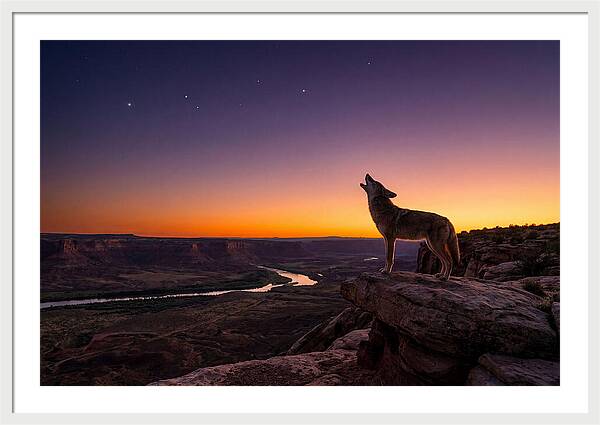 Coyote Howling At Dusk