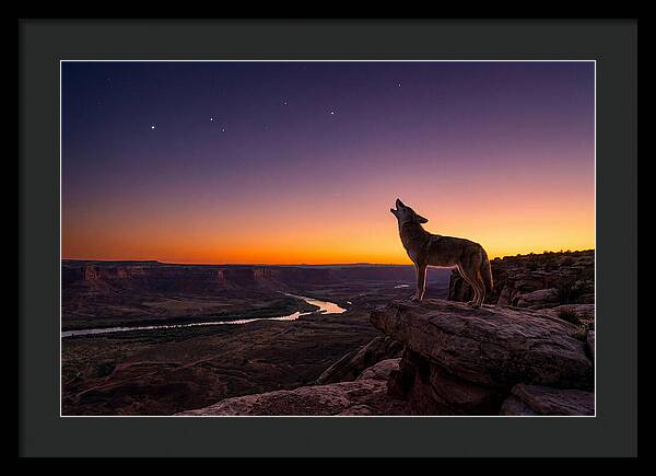 Coyote Howling At Dusk