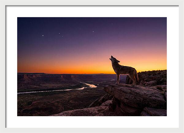Coyote Howling At Dusk