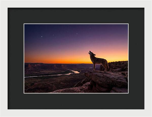 Coyote Howling At Dusk