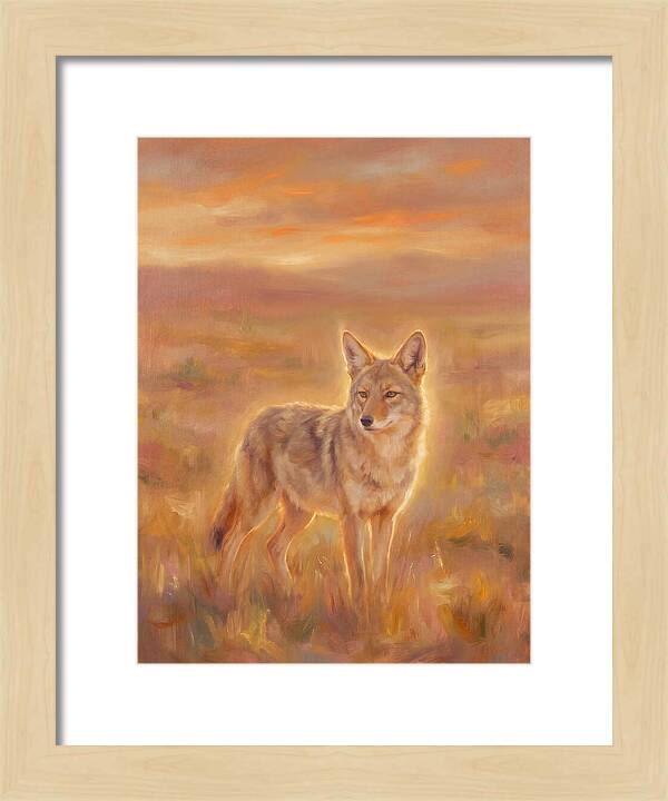 Coyote In Sunset