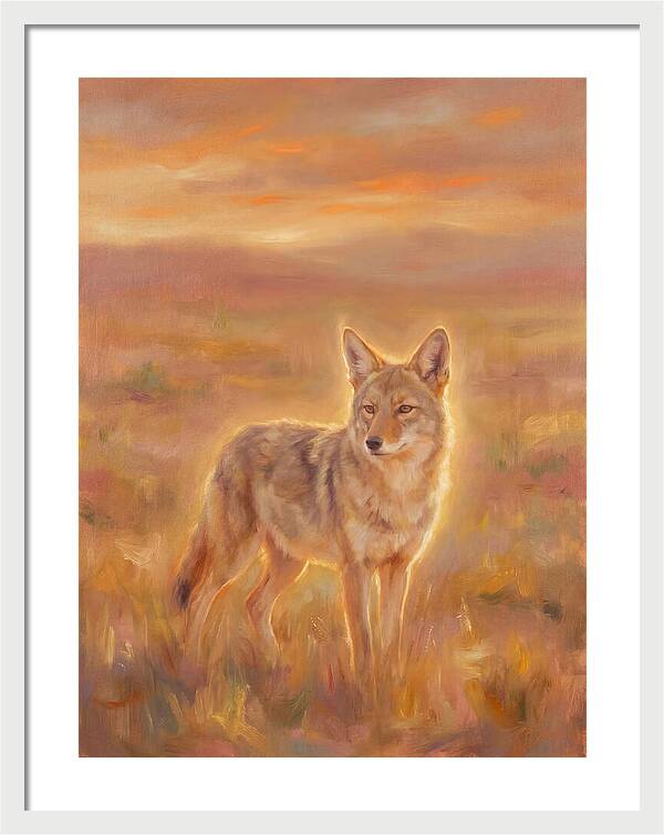 Coyote In Sunset