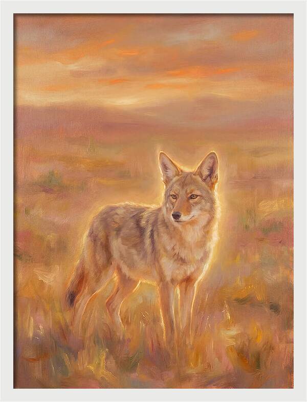 Coyote In Sunset