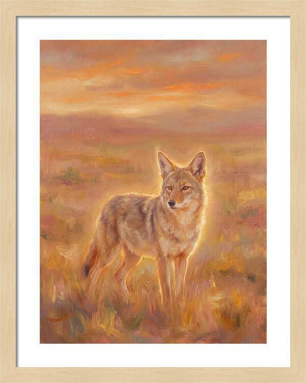 Coyote In Sunset