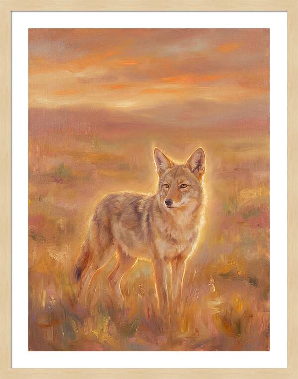 Coyote In Sunset