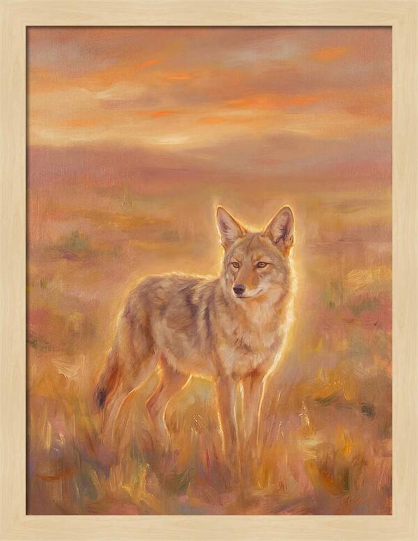Coyote In Sunset