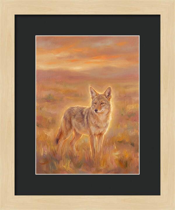 Coyote In Sunset