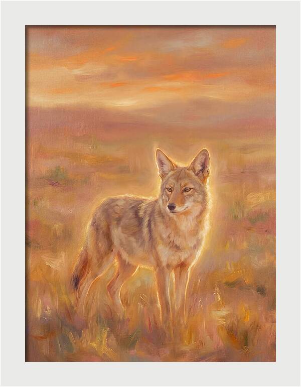 Coyote In Sunset