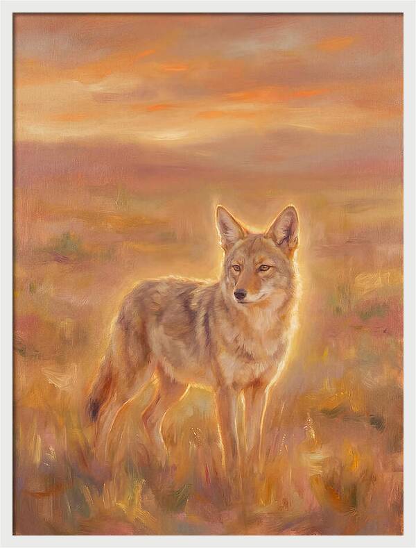 Coyote In Sunset