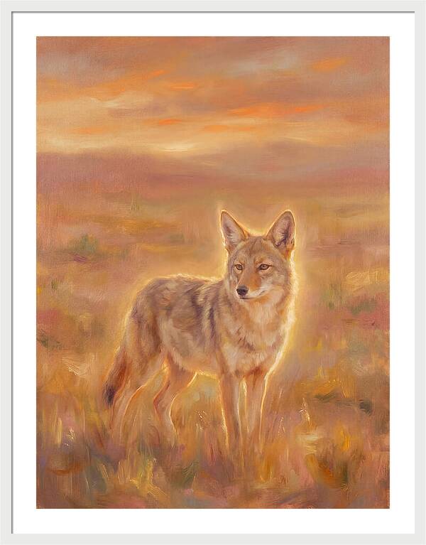 Coyote In Sunset