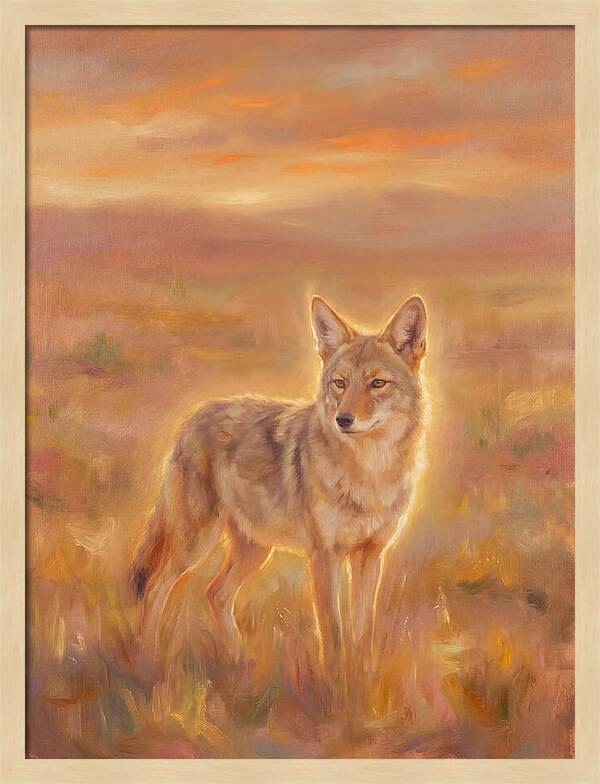 Coyote In Sunset