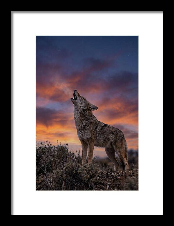 Coyote Serenade Under Twilight