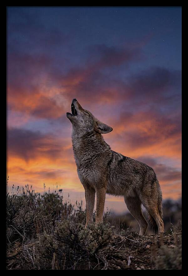 Coyote Serenade Under Twilight