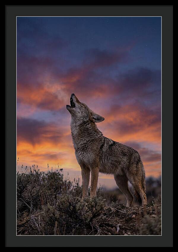 Coyote Serenade Under Twilight