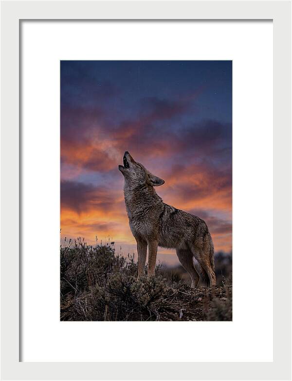 Coyote Serenade Under Twilight